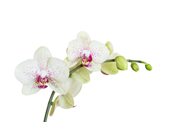 Orchidea biała izolowana na białym - Zdjęcie, obraz