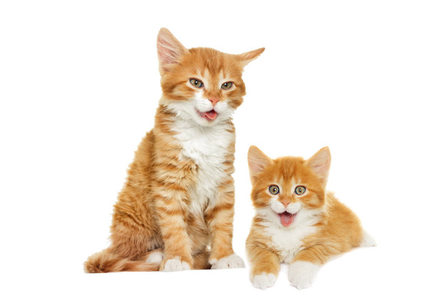 Red cute kitten yawning, shows tongue - Foto, imagen