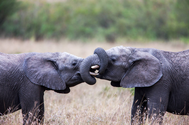 Deux éléphants d'Afrique se saluent avec des troncs et des bouches qui se touchent
. - Photo, image