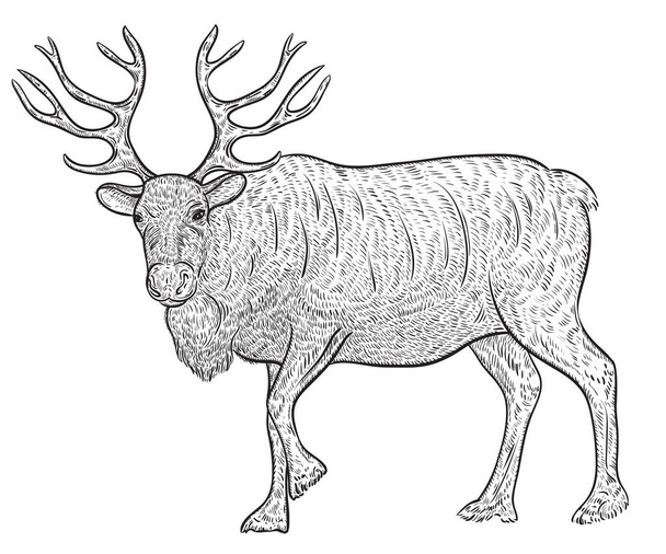 Északi rénszarvas caribou. A vázlat stílus Vintage vektor illusztráció - Vektor, kép