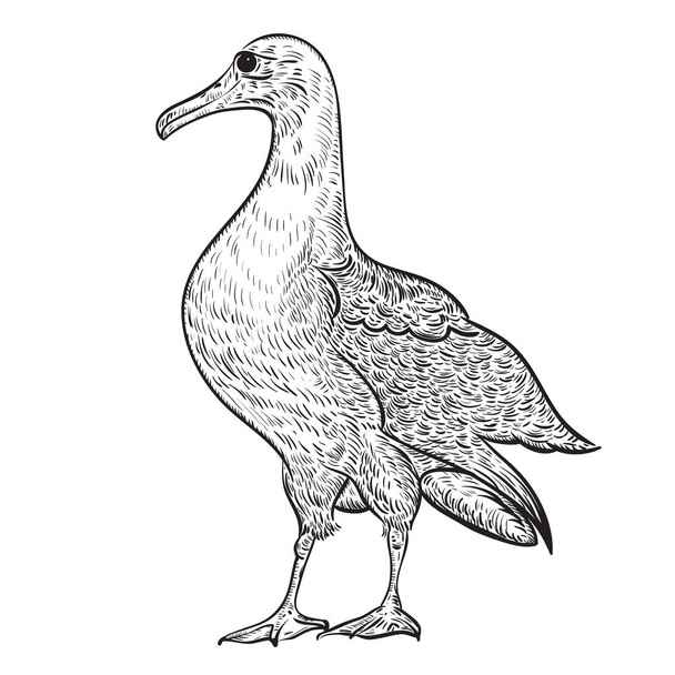 Albatross. Ilustracja wektorowa Vintage w stylu szkicu - Wektor, obraz