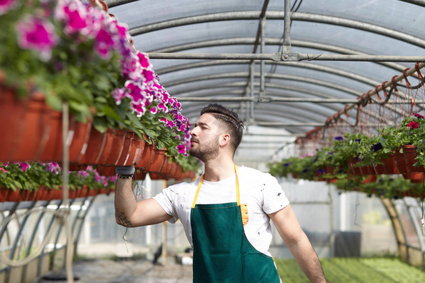happy male nursery worker trimming plants in greenhouse - Фото, изображение