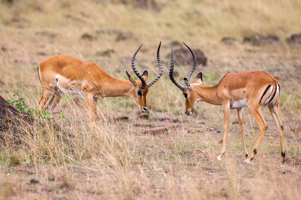 Dos impalas machos luchan por el rebaño con el mejor territorio
 - Foto, Imagen
