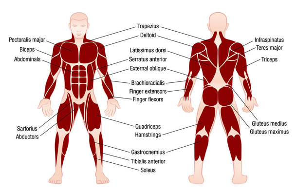 Muscles Chart Description Muscular Body Man - Vector, Image