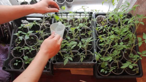 Seedlings on the windowsill at home - Footage, Video