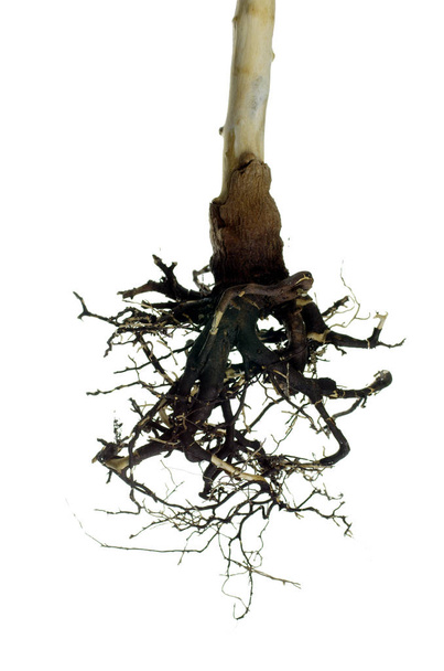 dry tree roots  - Foto, immagini