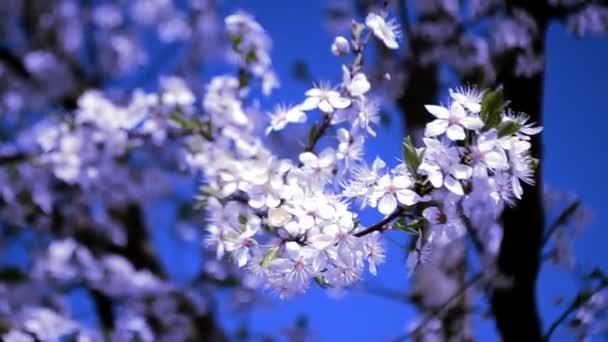 weiße Frühlingsblütenzweige im Freien  - Filmmaterial, Video