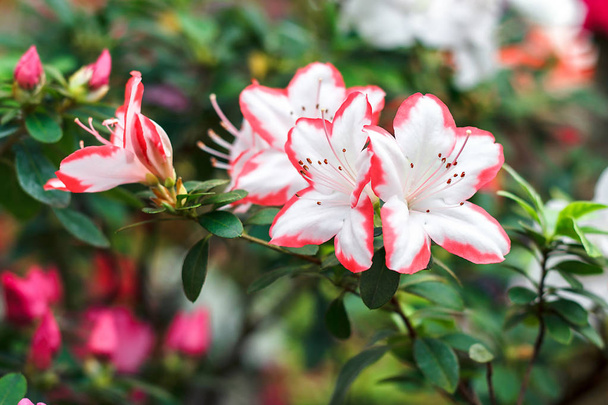 Gyönyörű rózsaszín rhododendron tree virágok tavasszal. Azalea, az üvegházhatást okozó. Vértes sivatagi Rózsa virág lágy fókusz. Interior design koncepció kép. Városi kert. - Fotó, kép
