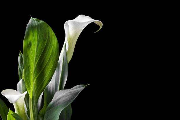Beautiful white calla lilies with green leaves over black background - Photo, Image