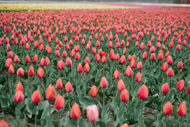Campo de tulipanes multicolores
 - Foto, imagen