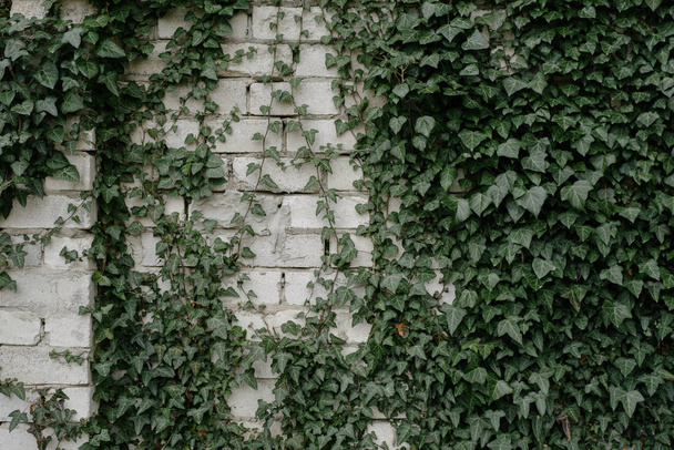 Leaving Leaf Wall - Photo, Image