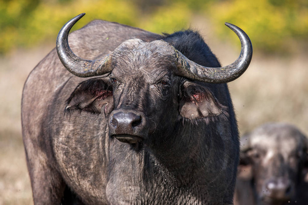 Африканская буйволиная корова Syncerus caffer portrait, Африка
 - Фото, изображение