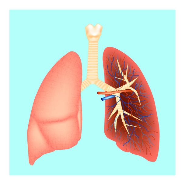 Keuhkojen rakenne. Ihmisen anatomiaa. Vektoriesimerkki
 - Vektori, kuva