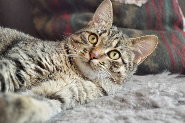 Лживая кошка на ковре
 - Фото, изображение
