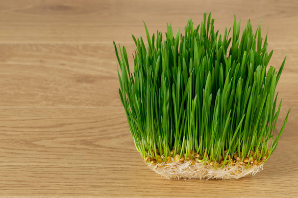 Green wheat sprouts - 写真・画像