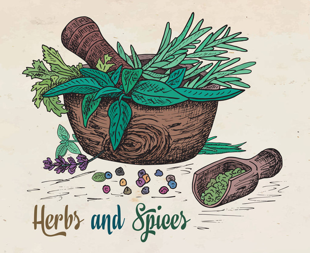 beautiful hand drawing healthy herbs and spices mortar - Vector, Image