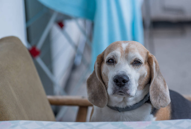 English Beagle - Color Image - Foto, Imagen