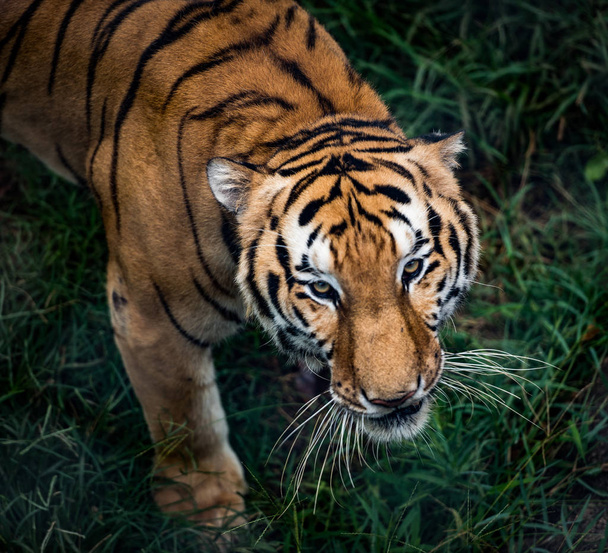 Tigre de Bengala en cabeza de espectáculo forestal
 - Foto, imagen