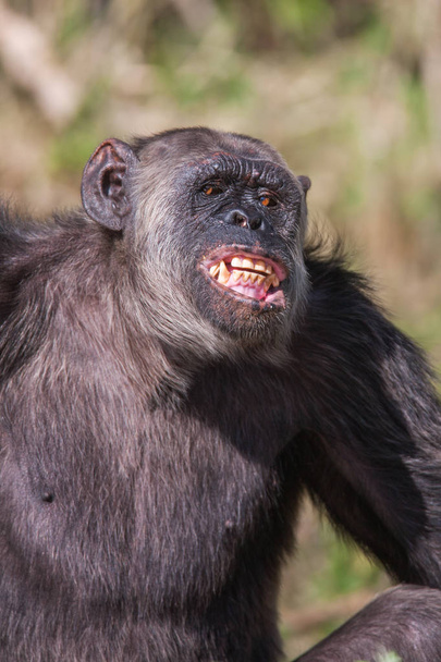 Retrato de un chimpancé común en la naturaleza, África
. - Foto, Imagen