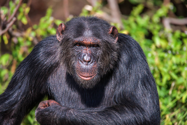 Портрет поширених шимпанзе в дикій природі, Африка. - Фото, зображення