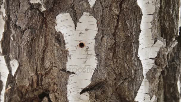 Collection of birch sap in spring - Кадри, відео