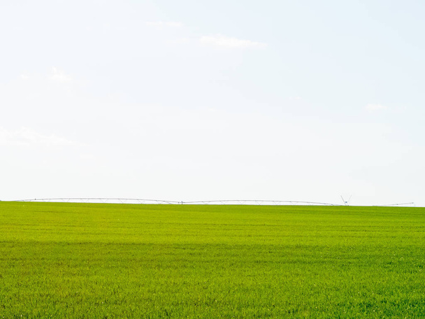 Campo de trigo verde en un día soleado y un sistema de riego
 - Foto, Imagen