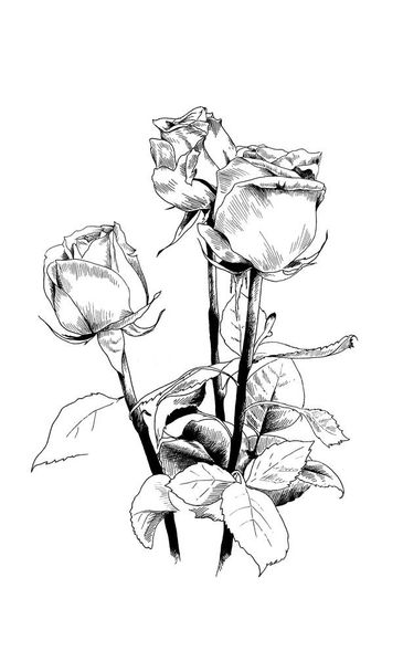 un ramo de rosas, dibujadas con tinta a mano
  - Foto, Imagen