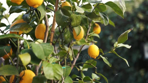 A lemon tree outside in the garden with a strong wind in the spring, 4K - Footage, Video
