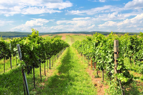 Vineyard landscape in Europe - Valokuva, kuva