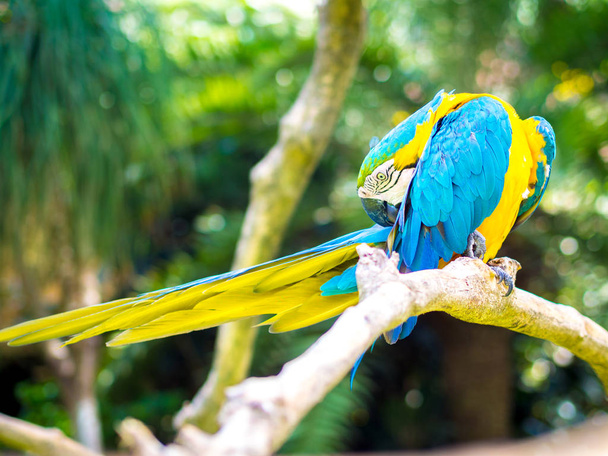 Pájaro guacamayo colorido rascándose
 - Foto, imagen