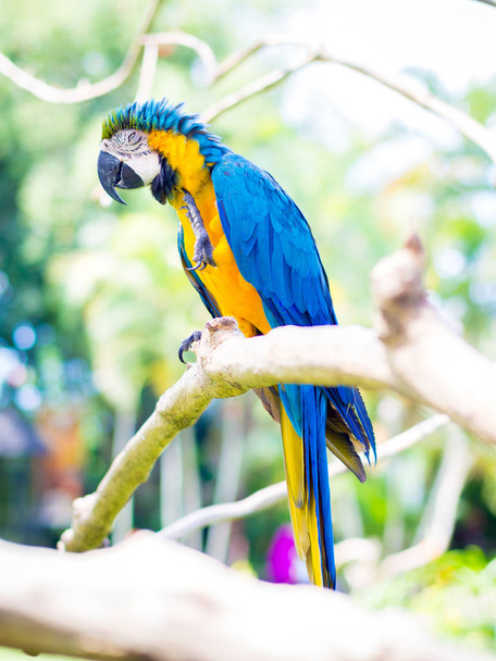 Colorful Macaw Bird  - Fotoğraf, Görsel