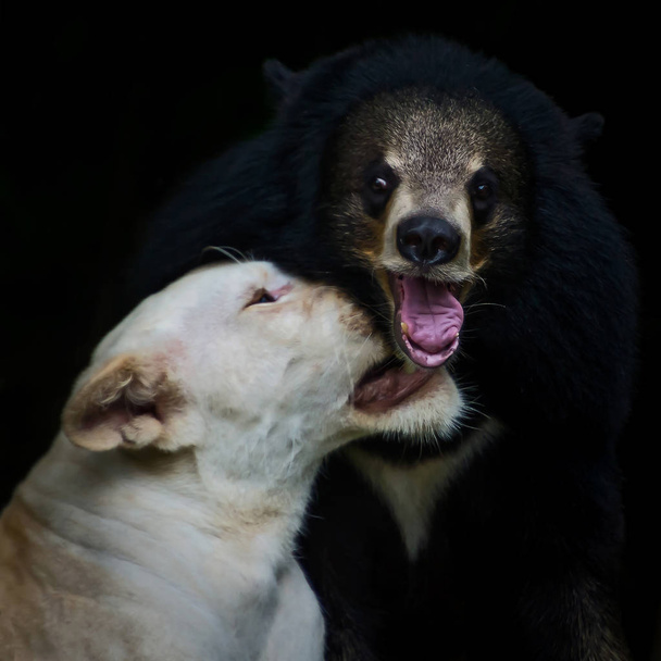 Lev a medvěd. - Fotografie, Obrázek