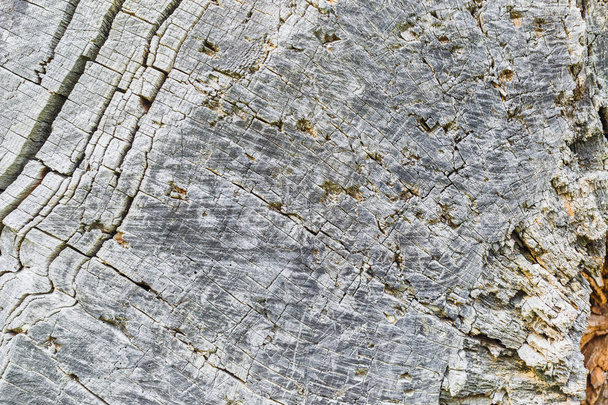 Old wood texture background - Photo, Image