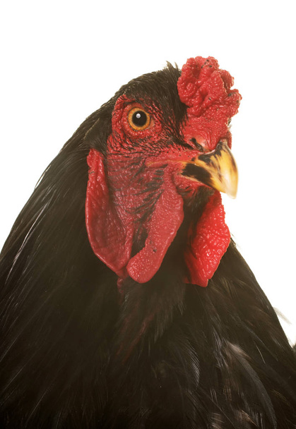 brahma rooster in studio - Foto, Bild