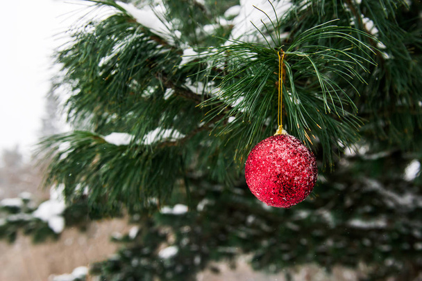 Christmas Decoration in Snowy Forest - Фото, изображение