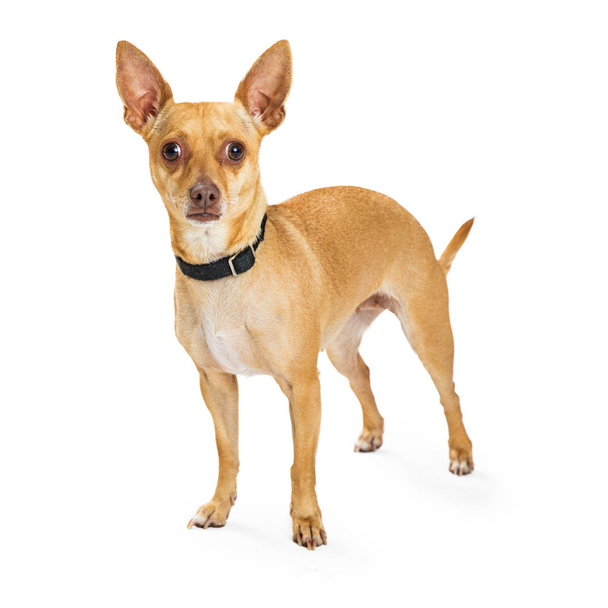 Tan color Chihuahua dog  - 写真・画像