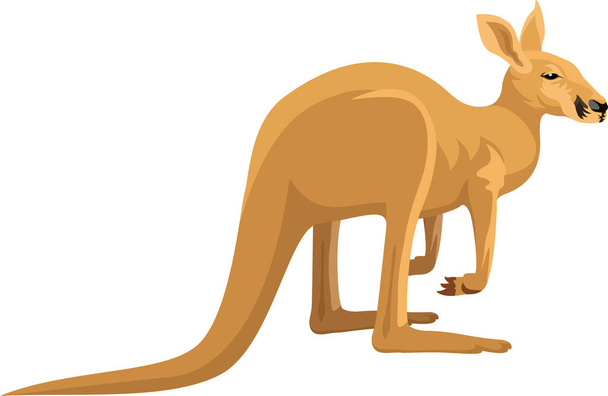vector geïsoleerd kangoeroe - Vector, afbeelding