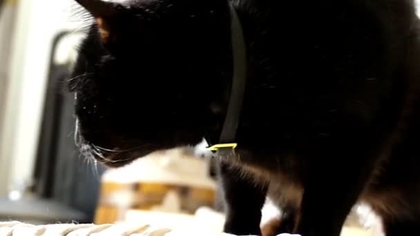 a fekete macska körülnéz, Slow Motion - Felvétel, videó
