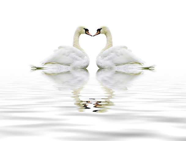 Лебедь - Фото, изображение