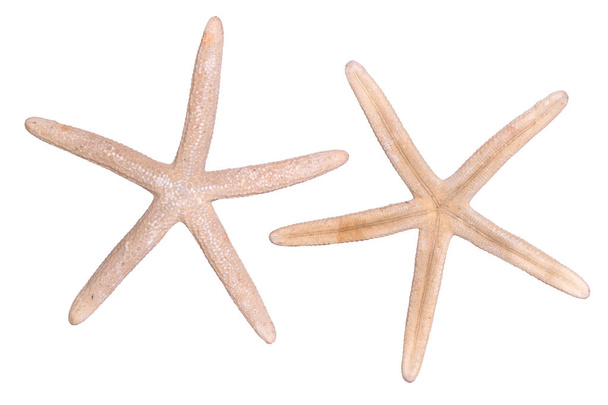 Starfish isolated on white background. View from two sides - Photo, Image