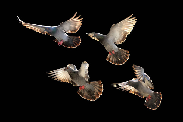 siyah arka plan üzerine izole uçan güvercin - Fotoğraf, Görsel