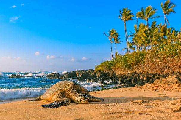 Χαβάης Πράσινη θαλάσσια χελώνα πάνω στην αμμώδη παραλία στο North Shore, Oahu, Χαβάη - Φωτογραφία, εικόνα