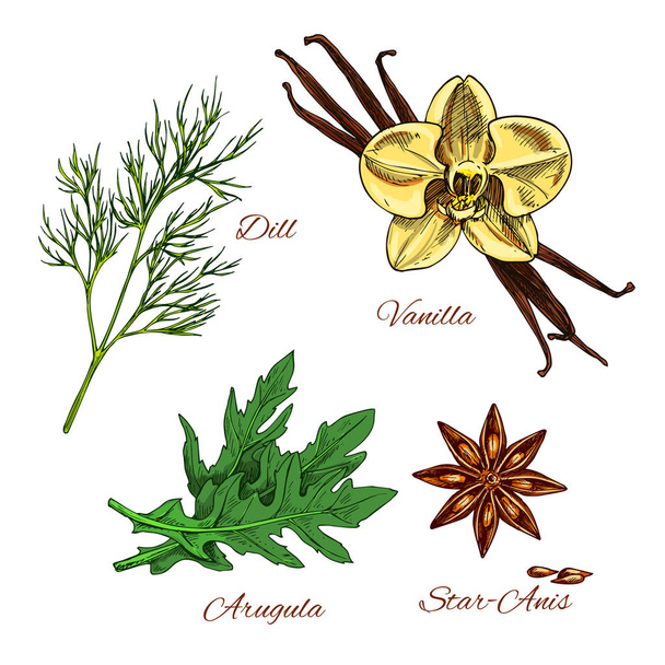 Croquis vectoriel arôme épices et herbes vinaigrette
 - Vecteur, image