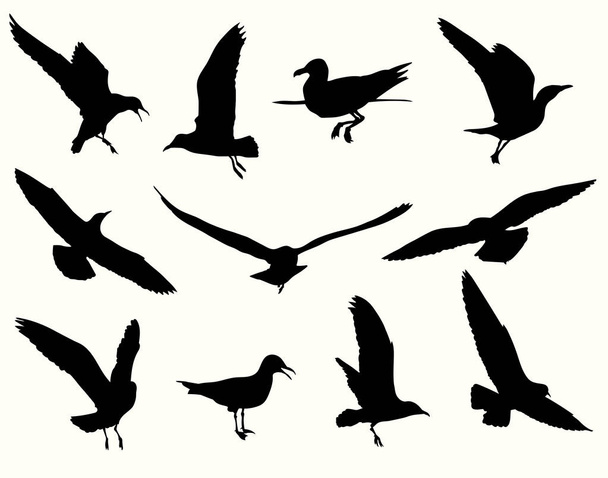 Seagull silhouet collectie - Vector, afbeelding
