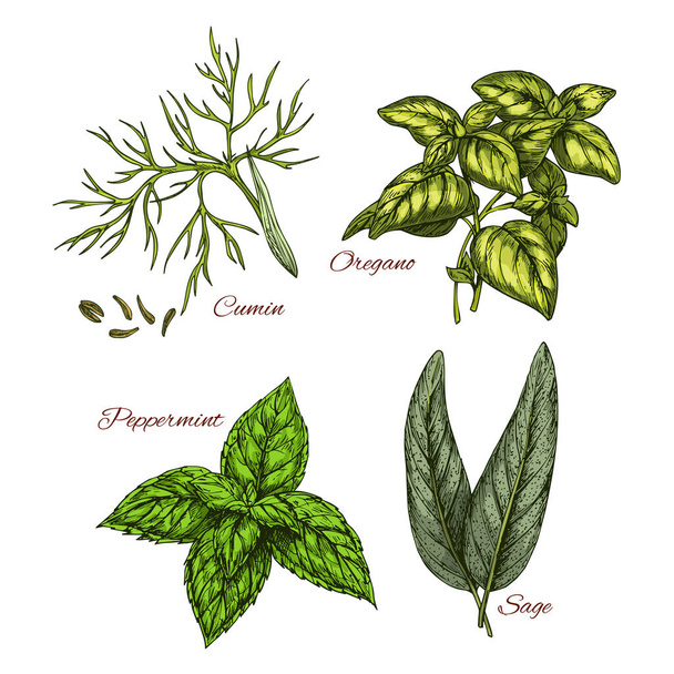Vector sketch icons of spice and herb dressings - Vector, Image