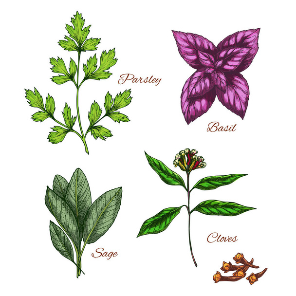 Icone vettoriali di spezie condimenti aromi alle erbe
 - Vettoriali, immagini