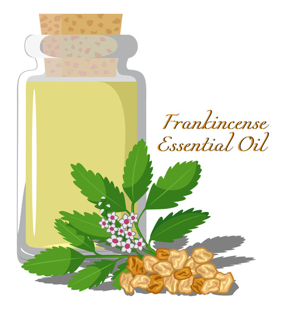 Frankincense Essential Oil - Vector, Image