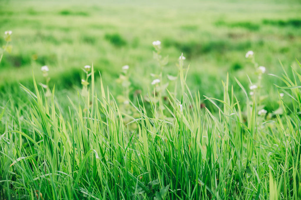 Green grass background - Foto, afbeelding