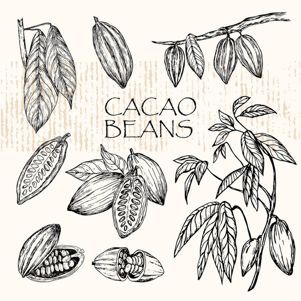 Vektorillustration. skizzierte handgezeichnete Kakaobohnen, Blätter und Zweige des Kakaobaums. - Vektor, Bild