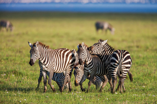 Zebre in Africa passeggiando sulla savana, Africa
 - Foto, immagini